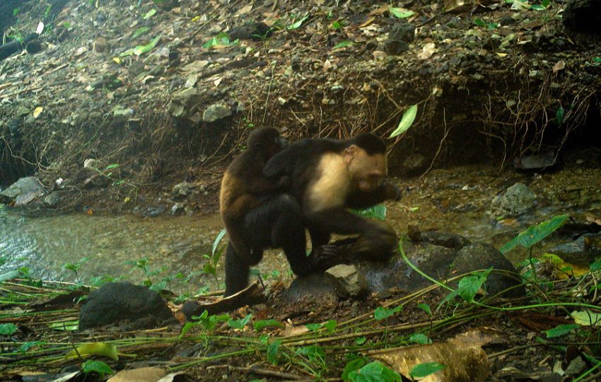 Un mono capuchino cargando en su espalda una cría de otra especie. Foto: EFE