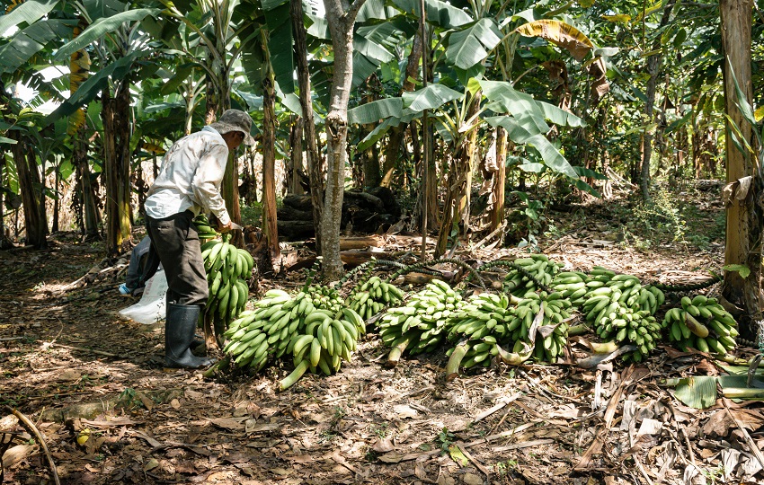 4 mil 500 bananeros han abandonado sus puestos de trabajo, según la empresa Chiquita Panamá. Foto: Pexels