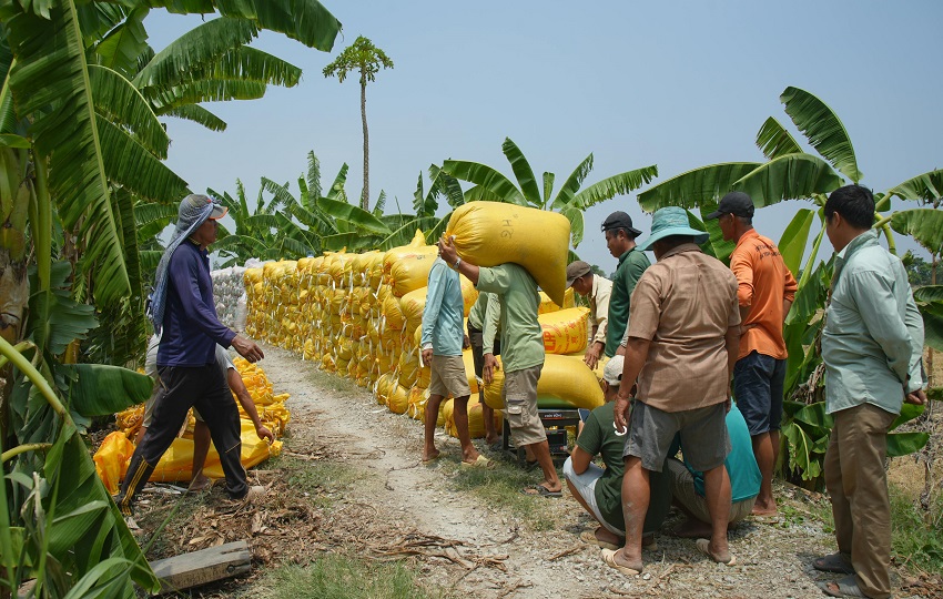 Trabajadores bananeros. Foto: Pexels