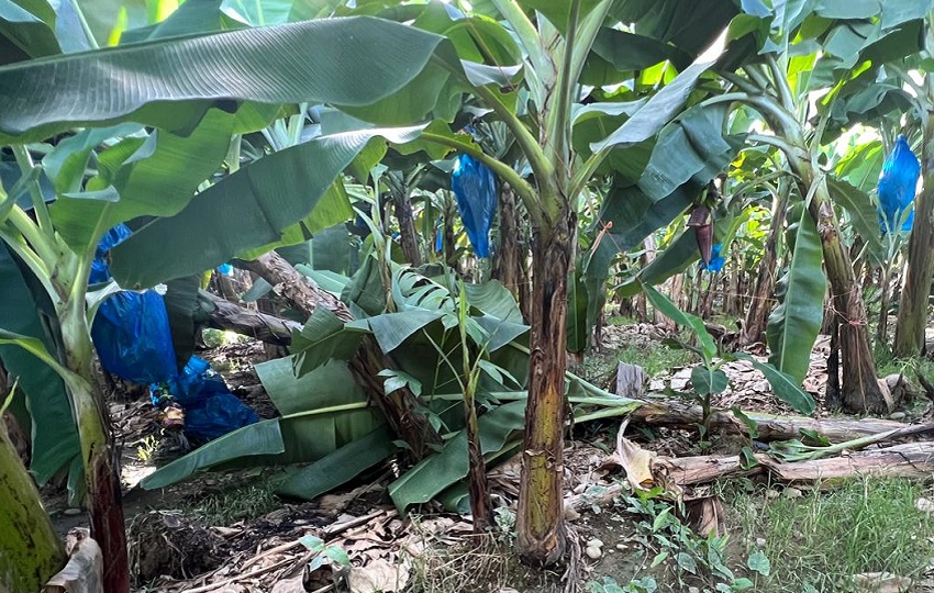 Fincas de banano. Foto: Cortesía