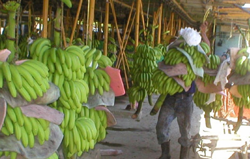 La actividad bananera es la más importante de Bocas del Toro. Foto: Grupo Epasa