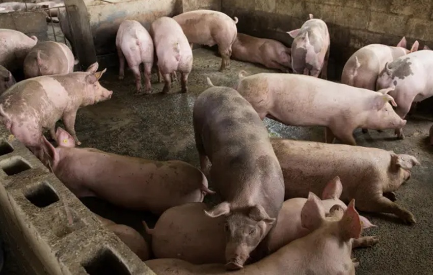 La peste porcina africana es una de las enfermedades que preocupa a la OMSA. Foto: EFE