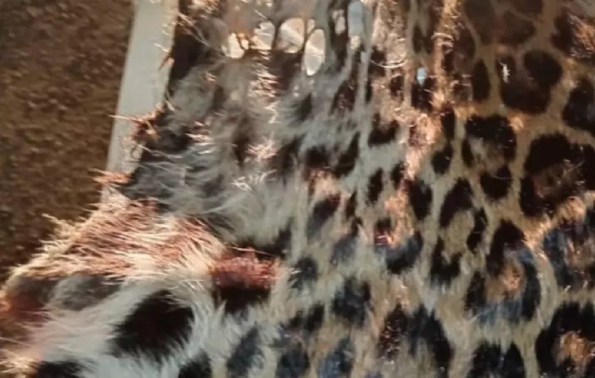 En el área donde fueron encontradas las pieles de jaguar había un mal olor. Foto. Mi Ambiente