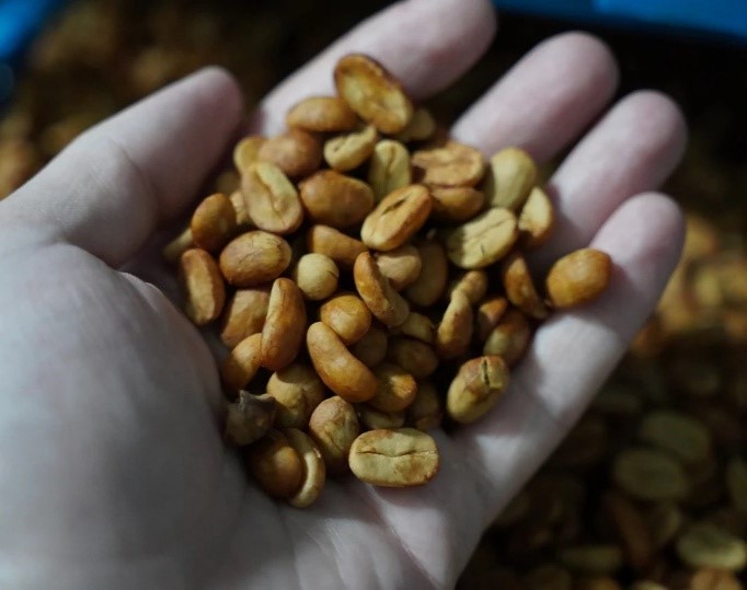 Café panameño es apreciado a nivel mundial. Foto: Cortesía.
