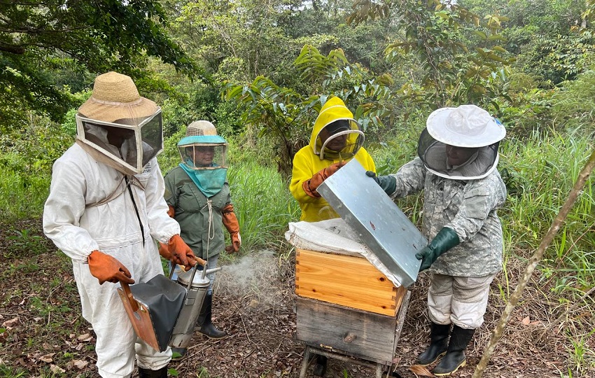 Hasta mayo del 2024, la producción de miel de abeja en la provincia de Panamá Oeste fue de 63,710 galones.
