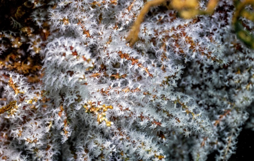  Cada arrecife un ecosistema lleno de vida y oportunidades para conservar cientos de especies únicas. Foto: Cortesía