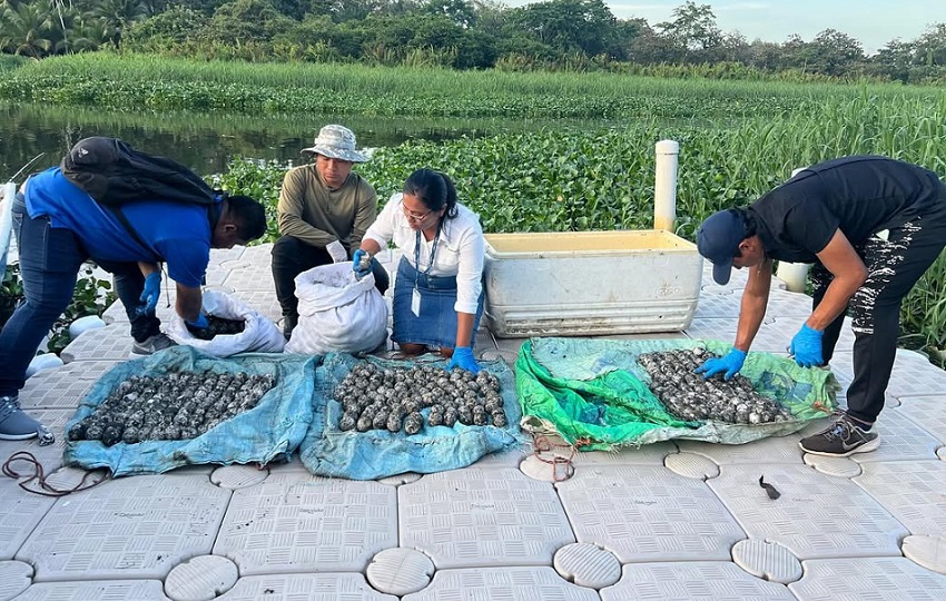 Los huevos fueron detectados por guardaparques del Parque Nacional Humedal San San-Pond Sak, situado en la provincia occidental de Bocas del Toro. Foto: miambientepma