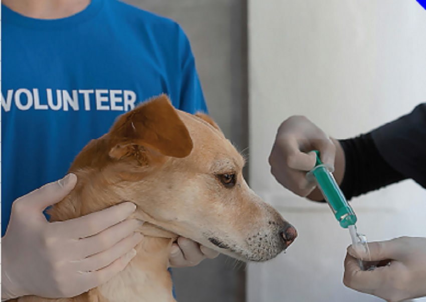 El hospital veterinario es una promesa de campaña. Foto ilustrativa