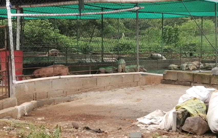 La Asociación de Porcicultores Unidos de Panamá, le solicita a sus agremiados  a apegarse de forma estricta a los manuales de producción limpia y amigable con el ambiente. Foto. Thays Domínguez