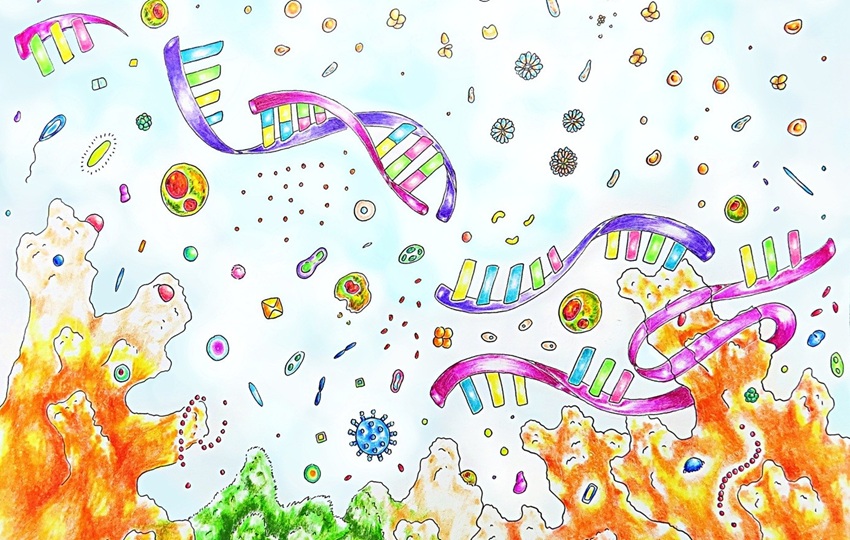 Las ilustraciones de Victoria Glynn muestran las complejas relaciones entre el animal coralino y las algas y bacterias que viven con él. Foto: Cortesía