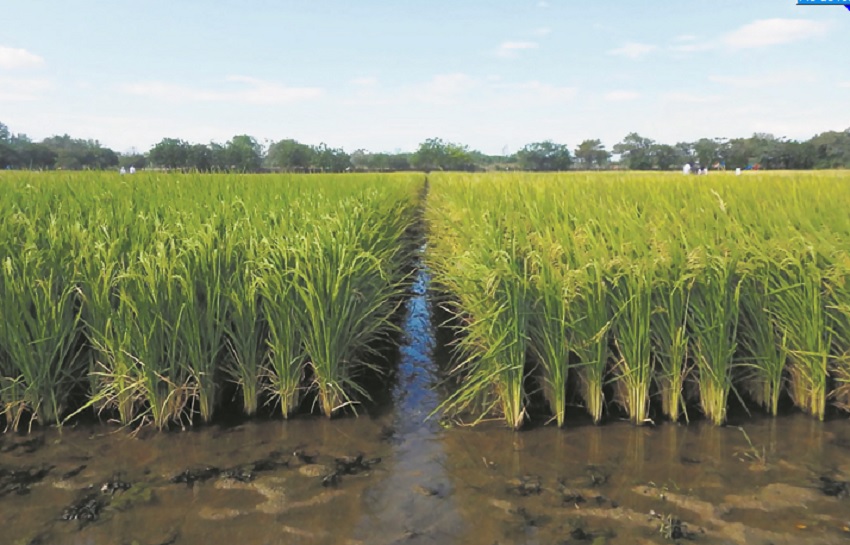 En el Flar participan tanto los productores que siembran el arroz en fangueo, como aquellos que lo producen en secano. Foto: Cortesía