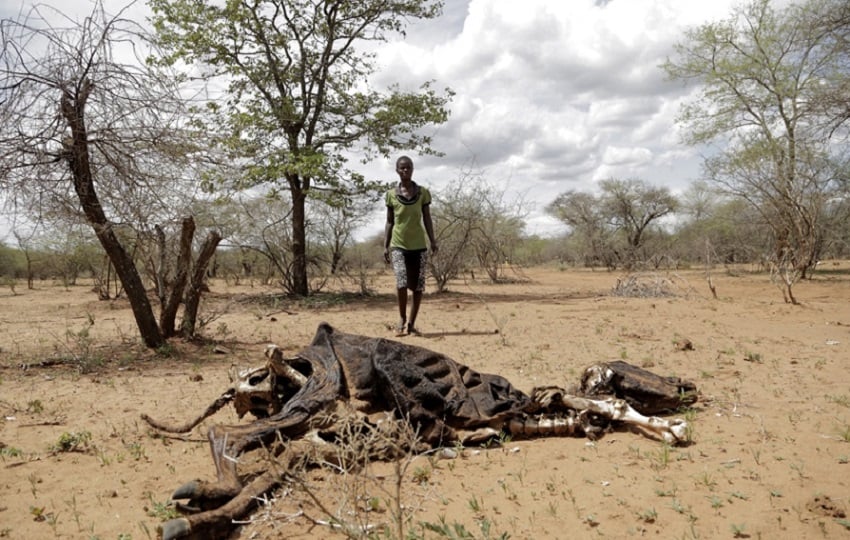 Un agricultor contempla los restos de una vaca fallecida a consecuencia de la severa sequía en una imagen de archivo de Zimbabue. . EFE/ Aaron Ufumeli