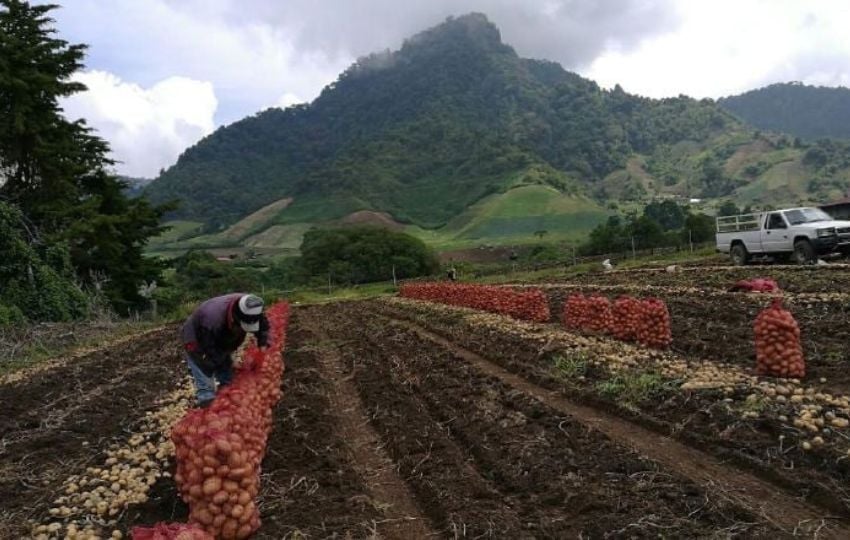 La agricultura es importante para la seguridad alimentaria. Foto: Archivo