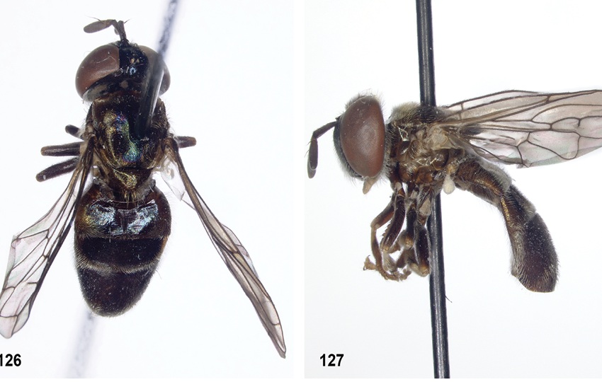 Imagen de la mosca  S. vexilliphallus.  Foto: Reemer & Mengual