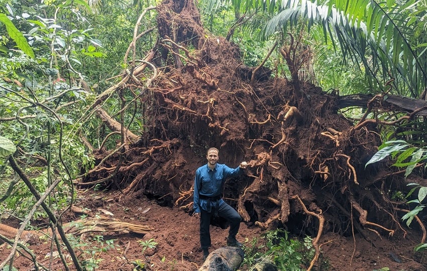Evan Gora, ecólogo forestal en el Cary Institute junto a las raíces de un árbol derribado por los vientos de una tormenta. Foto:  Steve Yanoviak
