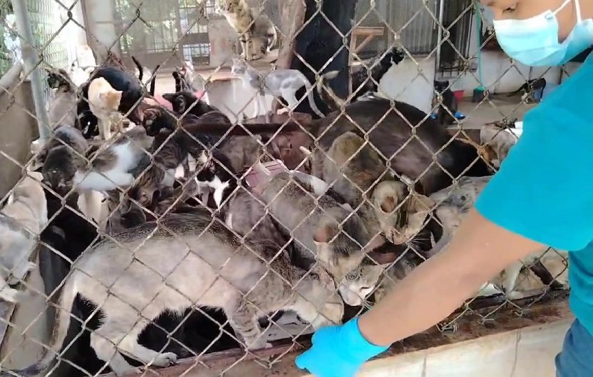 En el sitio, funcionarios del MP, ubicaron unos 123 gatos, 17 perros y dos loros, en hacinamiento dentro de jaulas, gravemente enfermos y desnutridos. Foto. Eric Montenegro