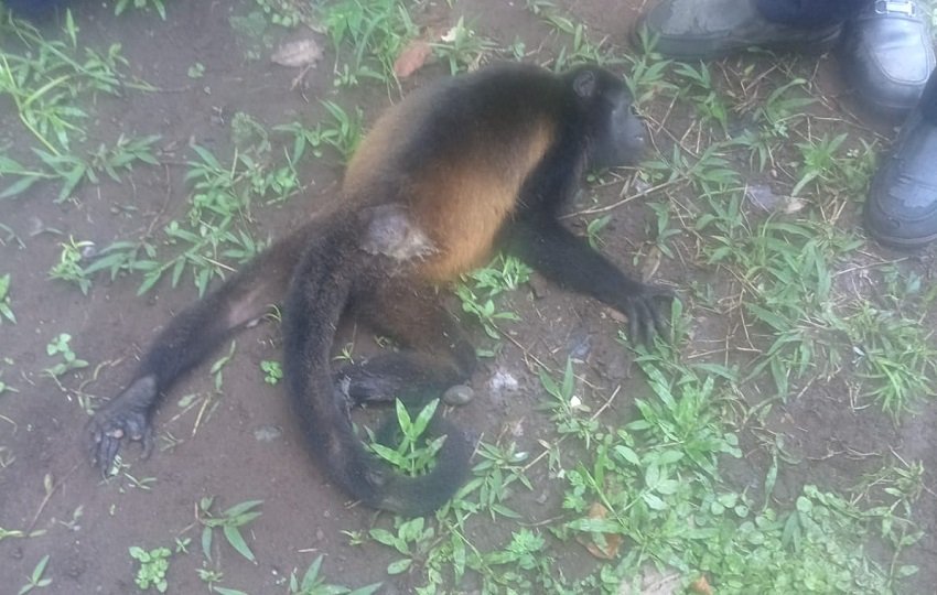 La mona no soportó la descarga. Foto. Cortesía