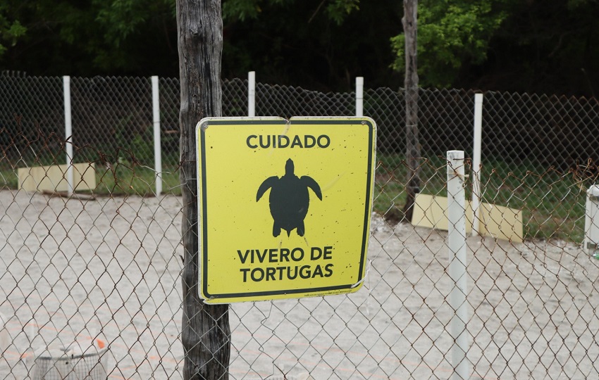 En las costas del Caribe y del litoral Pacífico de Panamá anidan cinco de las siete especies de tortugas marinas que existen en el planeta. Foto. MiAMbiente