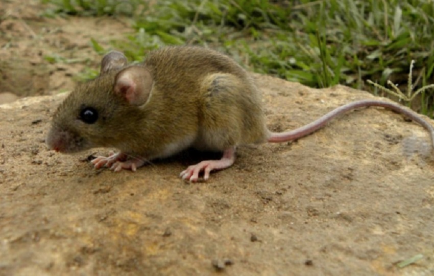 El acumulado del año 2025 registra 14 casos de fiebre por hantavirus y 10 de síndrome cardiopulmonar. Foto. Ilustrativa