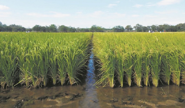 Siembra de arroz. Foto: Archivo