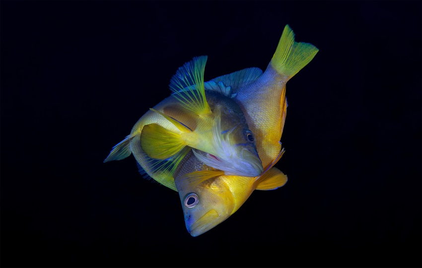 Dos peces vacas o meros de vientre amarillo (Hypoplectrus aberrans) desovando en Dominica. Foto: Carlos & Allison