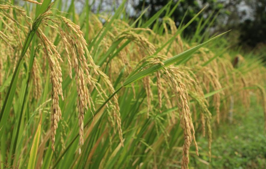 Producción de arroz. Foto: Archivo
