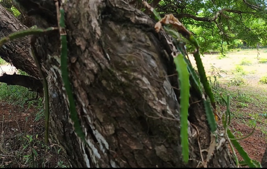 Sarigua es un símbolo de resiliencia ambiental y cultural.Foto. Melquíades Vásquez