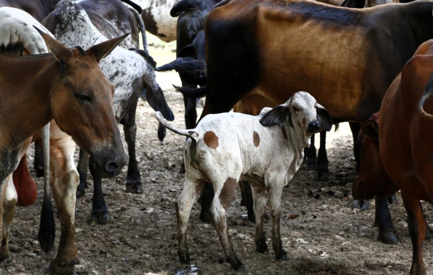 Ganado en una finca en Metetí (Panamá). Foto: EFE