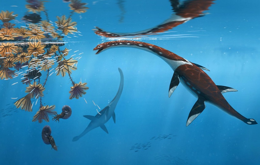 El hallazgo amplía el conocimiento de los ecosistemas oceánicos prehistóricos. Foto: EFE