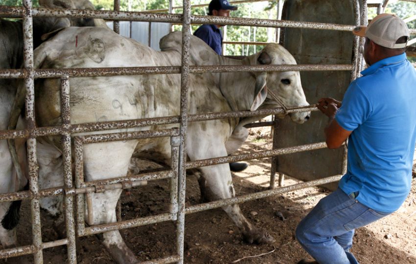 Una persona trabajando en una finca ganadera en Metetí (Panamá). Foto: EFE