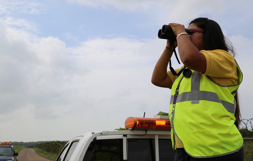 El monitoreo aumenta en temporada de migración de aves. Foto: Cortesía