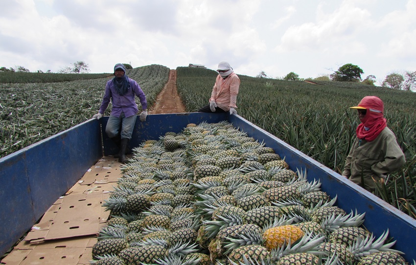 Actualmente, la zona norte de La Chorrera es un área de desarrollo urbanístico en donde además se localizan cultivos de piña para exportación y el mercado local. Foto. Eric Montenegro
