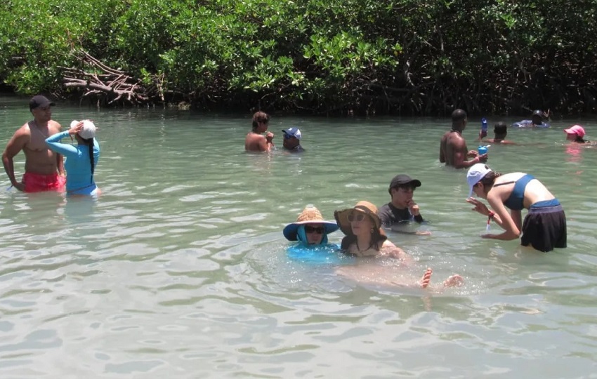 Ya en el lugar, los visitantes pueden nadar en estas cristalinas aguas de color azul, en la que pueden observar los peces que viven en esta área de manglar.