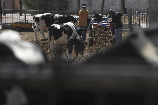 Los ganaderos deben reportar casos sospechosos. Foto EFE