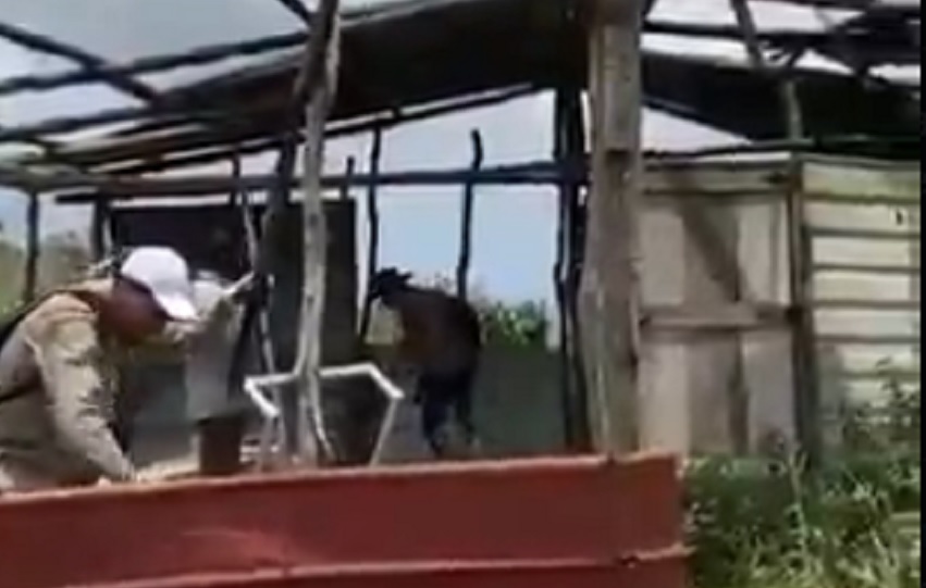Además, se informó que las casas fueron construidas con madera de pino, lo que indica que han talado ilegalmente los árboles del área protegida. Foto. MiAmbiente
