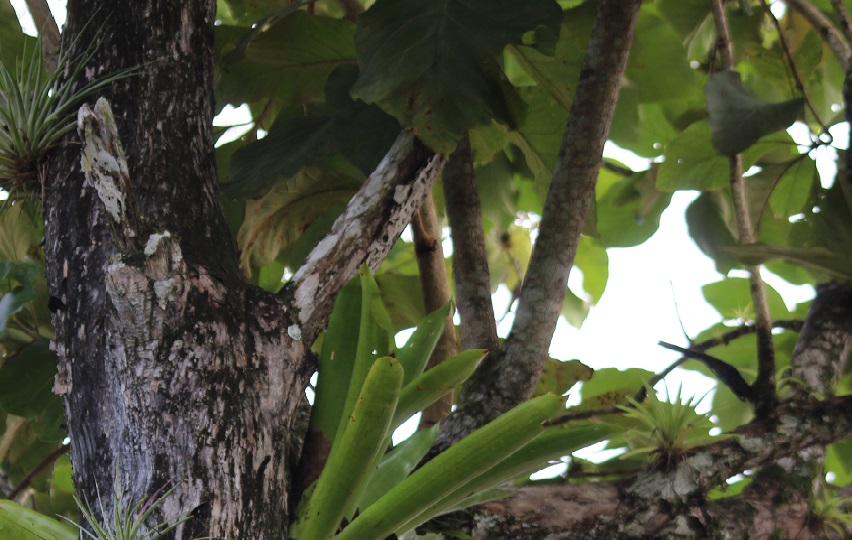 En este sendero se han podido identificar 20 especies de aves, Carpintero Crestaroja, Oropéndola Crestada y Mirlo Pardo, entre otras.