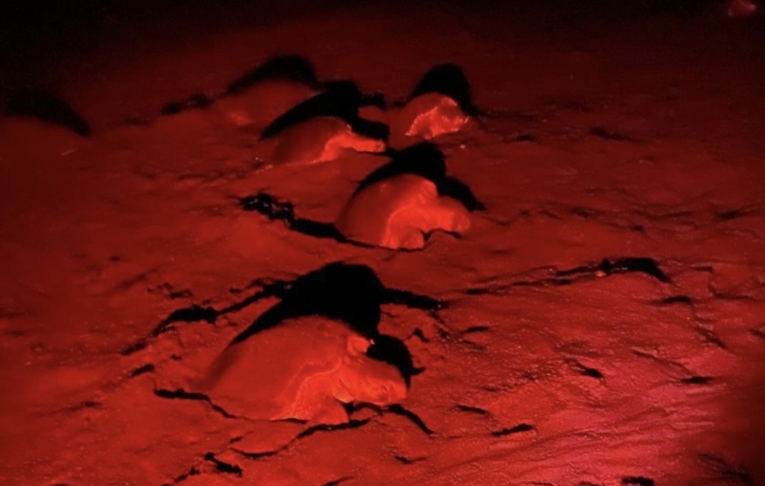 Las tortugas a su llegada a la playa santeña. Foto: Cortesía