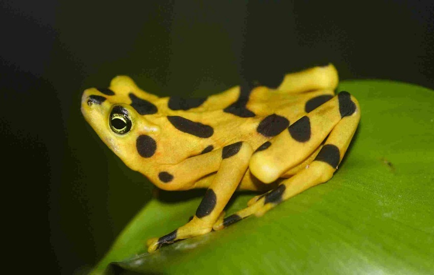 Expertos creen que el quítrido es el responsable de la extinción de nueve especies de ranas en Panamá. Foto: Cortesía.