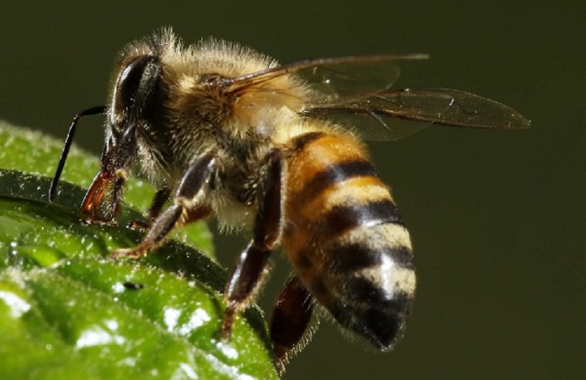 En las últimas 72 horas los bomberos atendieron 56 capturas de abejas africanas