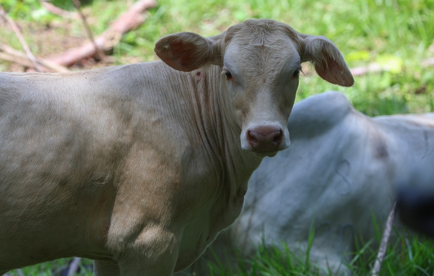 Se han detectado miles de casos de gusano barrenador en animales en Centroamérica y México. Foto: EFE