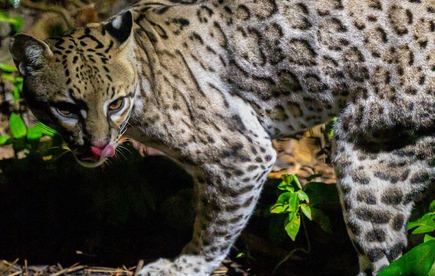 Belice cuenta con una naturaleza privilegiada.