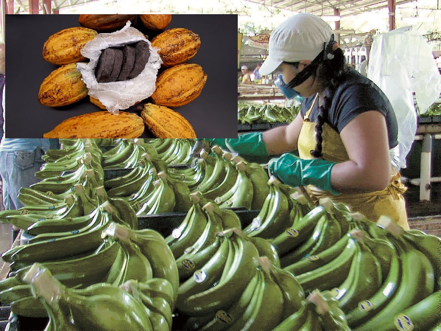 Banano y cacao serían actividades para generar empleos en Bocas del Toro.