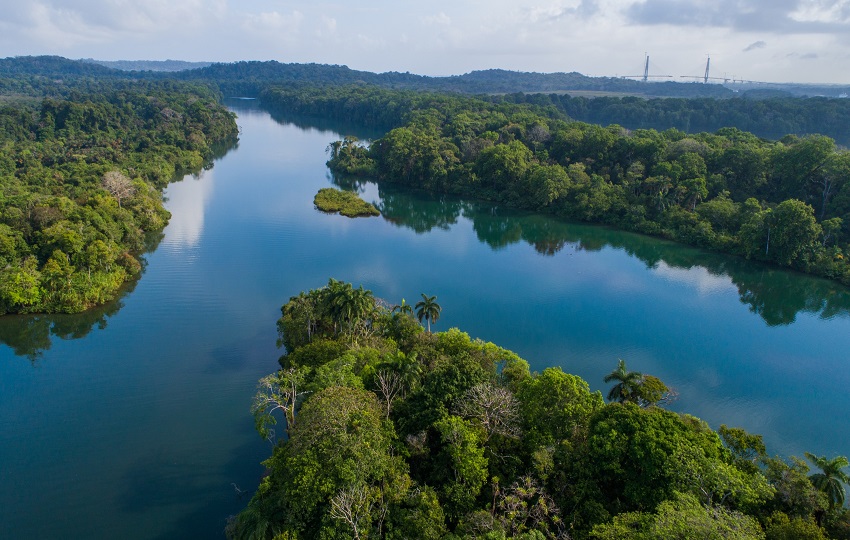 Expertos advierten sobre la necesidad de financiamiento forestal para aprovechar el enorme potencial de mitigación que ofrecen los bosques. Foto: Cortesía