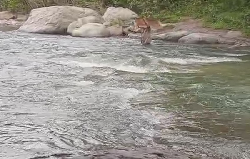 A parte de los estudiantes los miembros de la comunidad también se arriegan al creuzar el río del área. Foto. Tomada de video