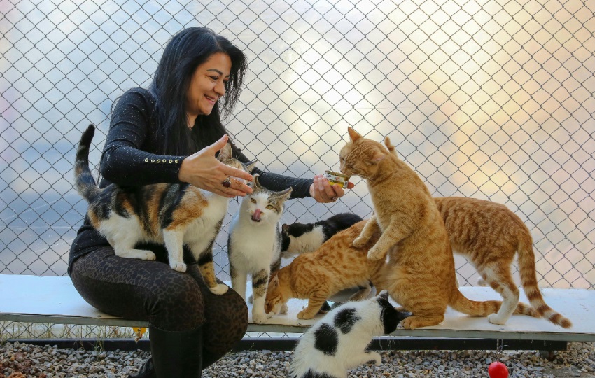 Los gatos adultos son muy cariñosos, mimados y les encanta estar en compañía. Foto: Ilustrativa / Pexels