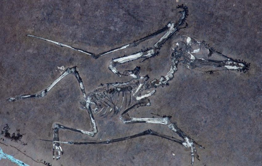 El pterodáctilo recién nacido, apodado Lucky, iluminado con luz ultravioleta. Foto: EFE
