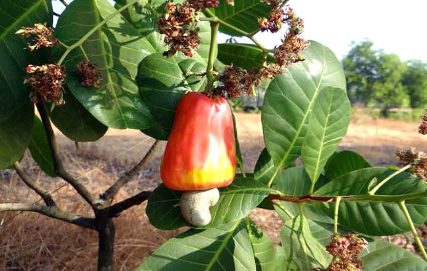 En Panamá se ha hecho un esfuerzo para que la fruta no desaparezca.