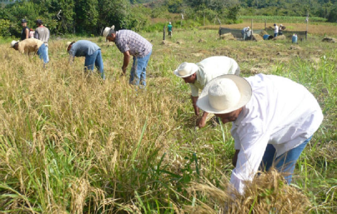A los productores se les adeuda cerca de 23 millones de dólares desde 2023. Foto: Cortesía