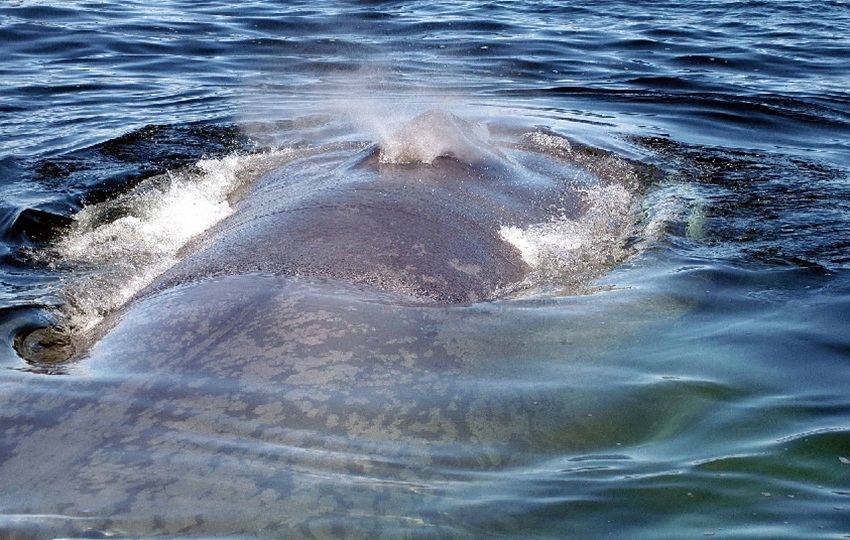 Las ballenas azules aún están en peligro de extinción. Foto: Cortesía