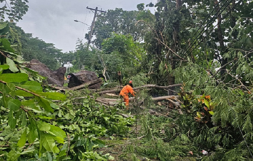 Un árbol cayó encima del tendido eléctrico en la comunidad de Puerto Escondido. Cortesía